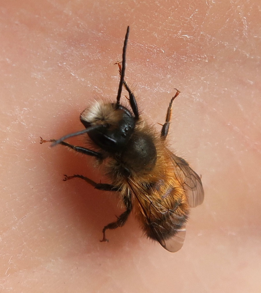 Großaufnahme einer Biene mit langen Fühlern
